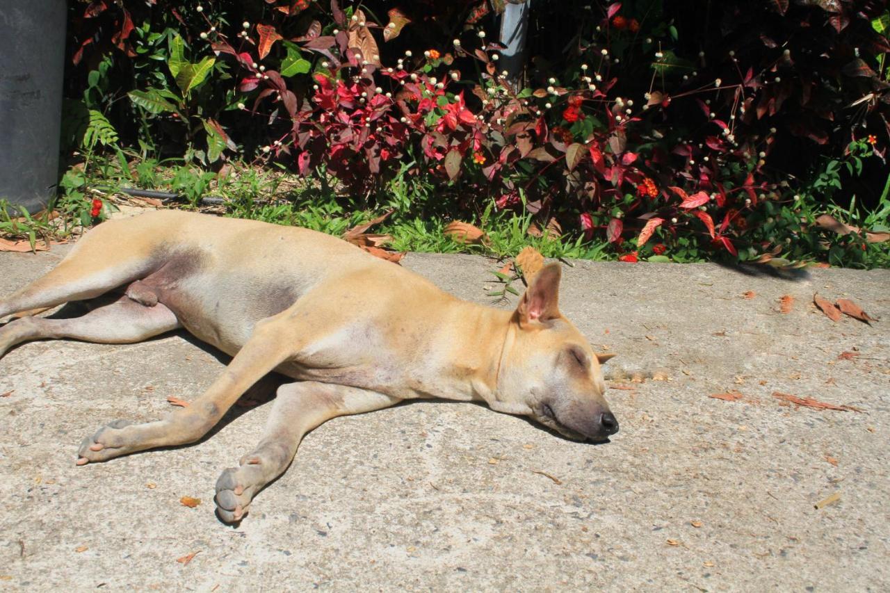 Pink Kangaroo Bungalows Ko Kut ภายนอก รูปภาพ